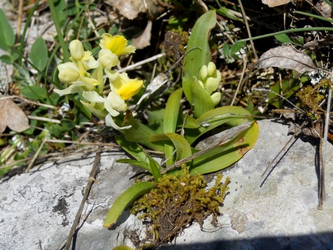 Orchis pauciflora